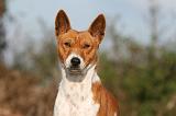 BASENJI 061